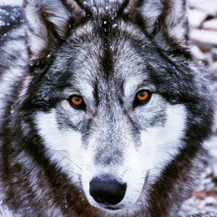Don Edwards - Donate to Wolfpaws
