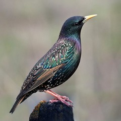 recording of European Starlings at normal speed & playback at -200%