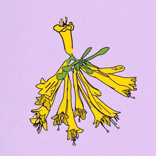 honeysuckle (original song)