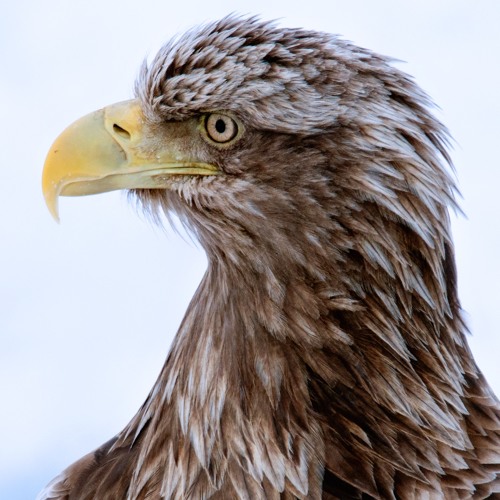 Eternal Streams (tomonari nozaki / 2018)