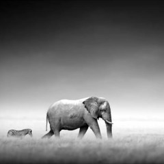 "G Minor"- (arranged by Luo Ni, Piano Tiles 2)