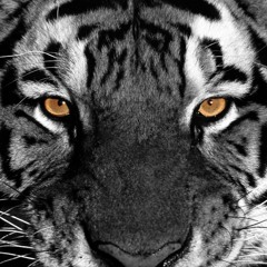 Tiger Eyes