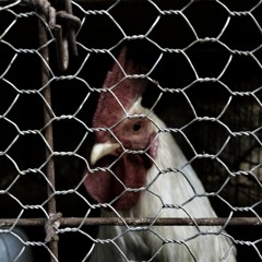 Chicken Drums