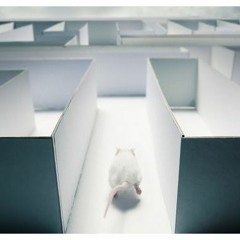 Rats in a maze (Meeloo vs Dualism Remastered)
