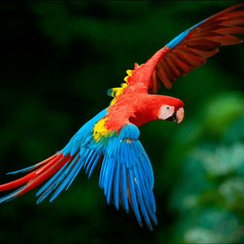 Guacamayo