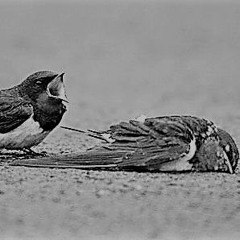 Theo McBane - 2 Birds