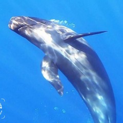 Pseudo Orcas 12 - 30 - 18 - Drake Bay, Costa Rica