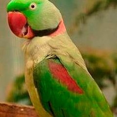 Perpetual Weekday Sounds Jan 2nd Parakeet Experiment