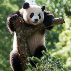 Boots of Spanish Leather (Bob Dylan)