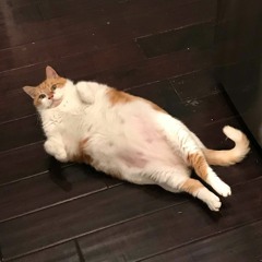 My Homie Got A Cat Fetish