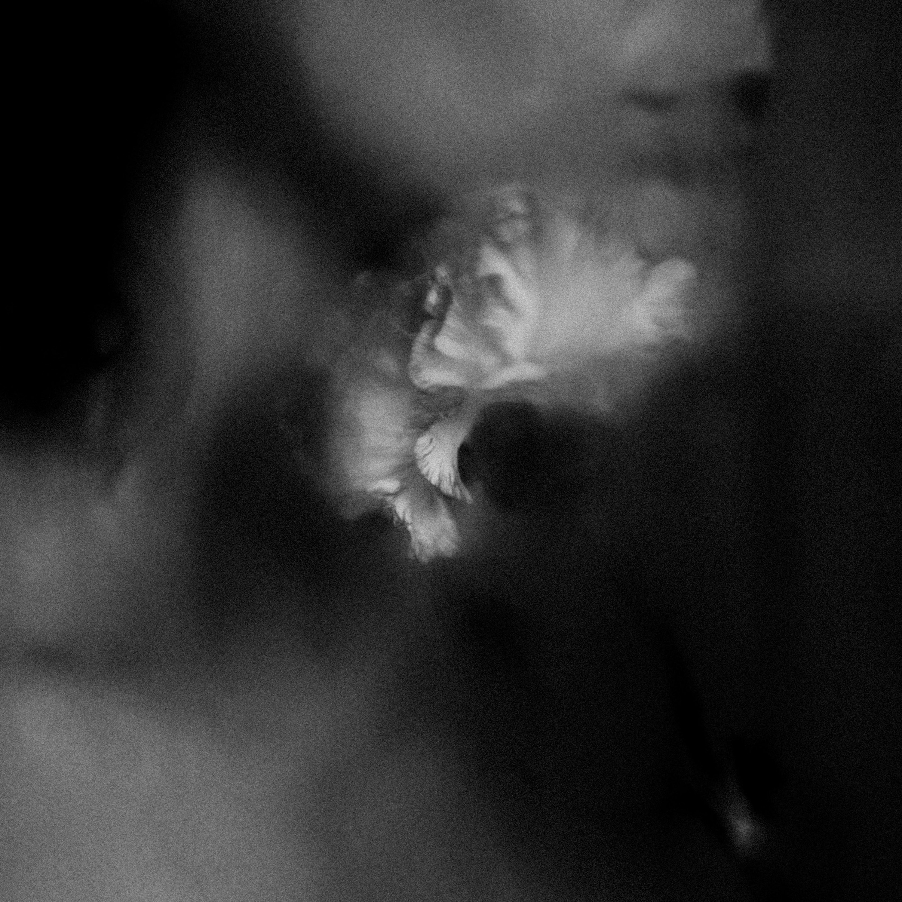 Holding Absence - Like A Shadow episode artwork