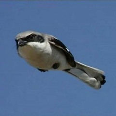 Birb