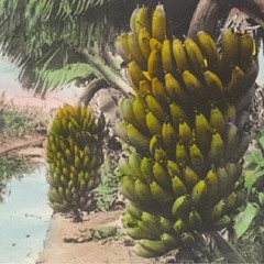 Volker x Audi Bamer (HerzLungeLeber)