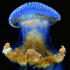 Selfish Jellyfish