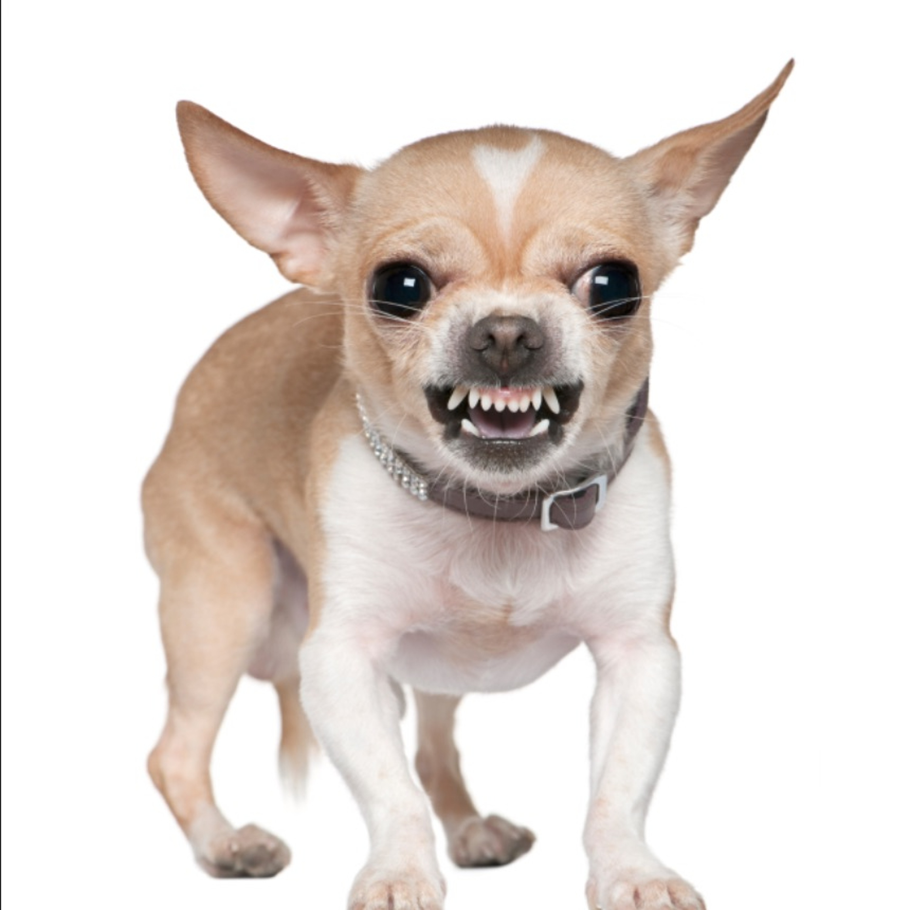 Ginger Growl episode artwork