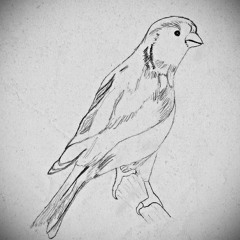 The Birds Of Gran Canaria