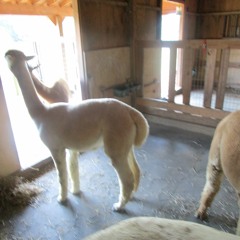 sugaslim - represent