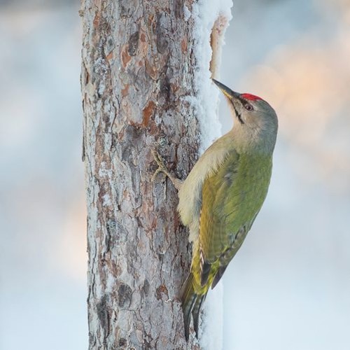 Grey-headed Woodpecker working a tree trunk