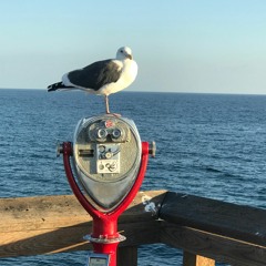 Early Birds