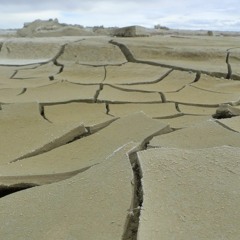 Forest Stage Mix (Priceless, July 2018)