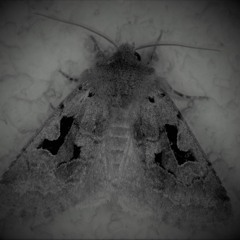 Encyclopedia Gothica [CC BY-SA 3.0]