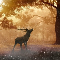 Celtic Gate – Into a magical forest | Celtic Music