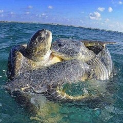 Smoke & Mirrors - Cairo Mix