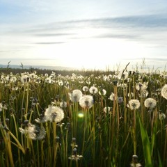 [Free] Lo Fi Type Beat - "Dandelions"