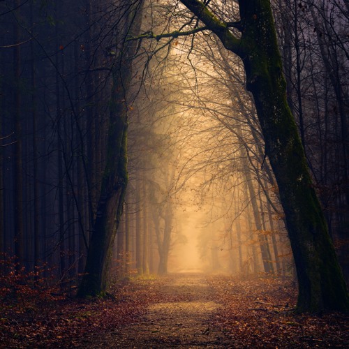 The Forgotten Trail