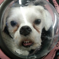 World At Large by Modest Mouse (This Is A Cover)