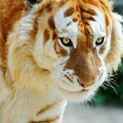 Martin garrix animals  (Kashmir remix)