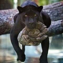 ~ Mystiq~ ;) Have a Chill CaturDay...