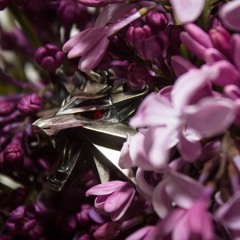 [UTAU demo]the Wolven Storm\Сирень и крыжовник(rus short cover) [Kotonami Anno CVC soft]