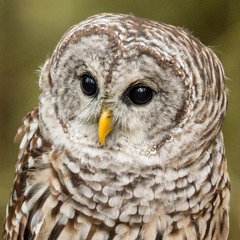 Barred Owl 1.5.18