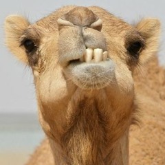 cameltypebeat_1.5.2019