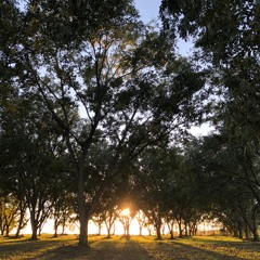 Feathered Indians (cover)