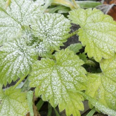 Beverages Condiments