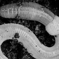 EARTHWORM- What Letter?