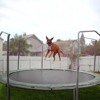 Shaed Trampoline Georgie S Benanas Remix Mp3