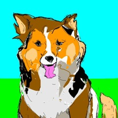 funny animals