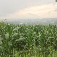 Berharap Tak Berpisah - Reza Artamevia (Cover)