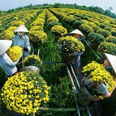 Việt Nam Ơi - Hải Vũ FT Đỗ Hồng Quyền