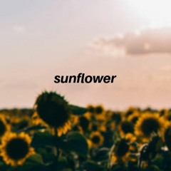 Sunflower Acoustic Cover - Shannon Purser (Sierra Burgess is a Loser)