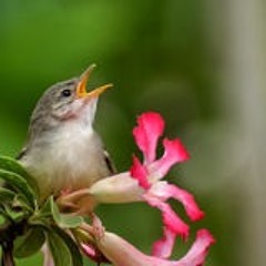 The Time of Singing is Come