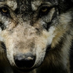 The Wolf