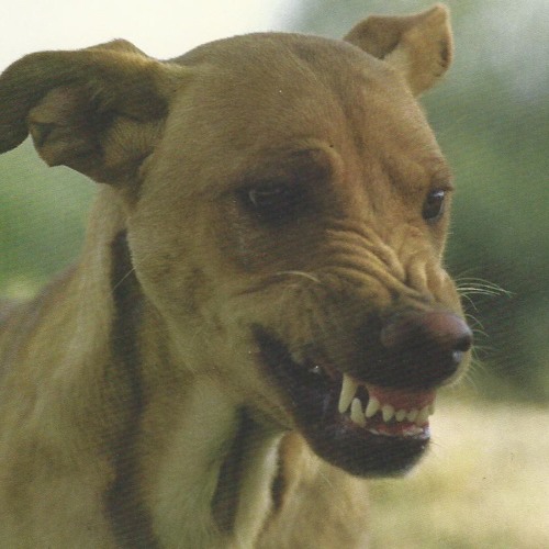 Dr.Docs - Hunde (prod. by solsa)(VIDEOLINK IN DESCRIPTION)