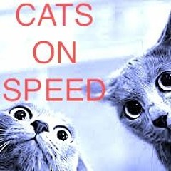 ENIGMATIK - _CATS ON SPEED_ - FREE DOWNLOAD -