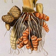 Turmeric