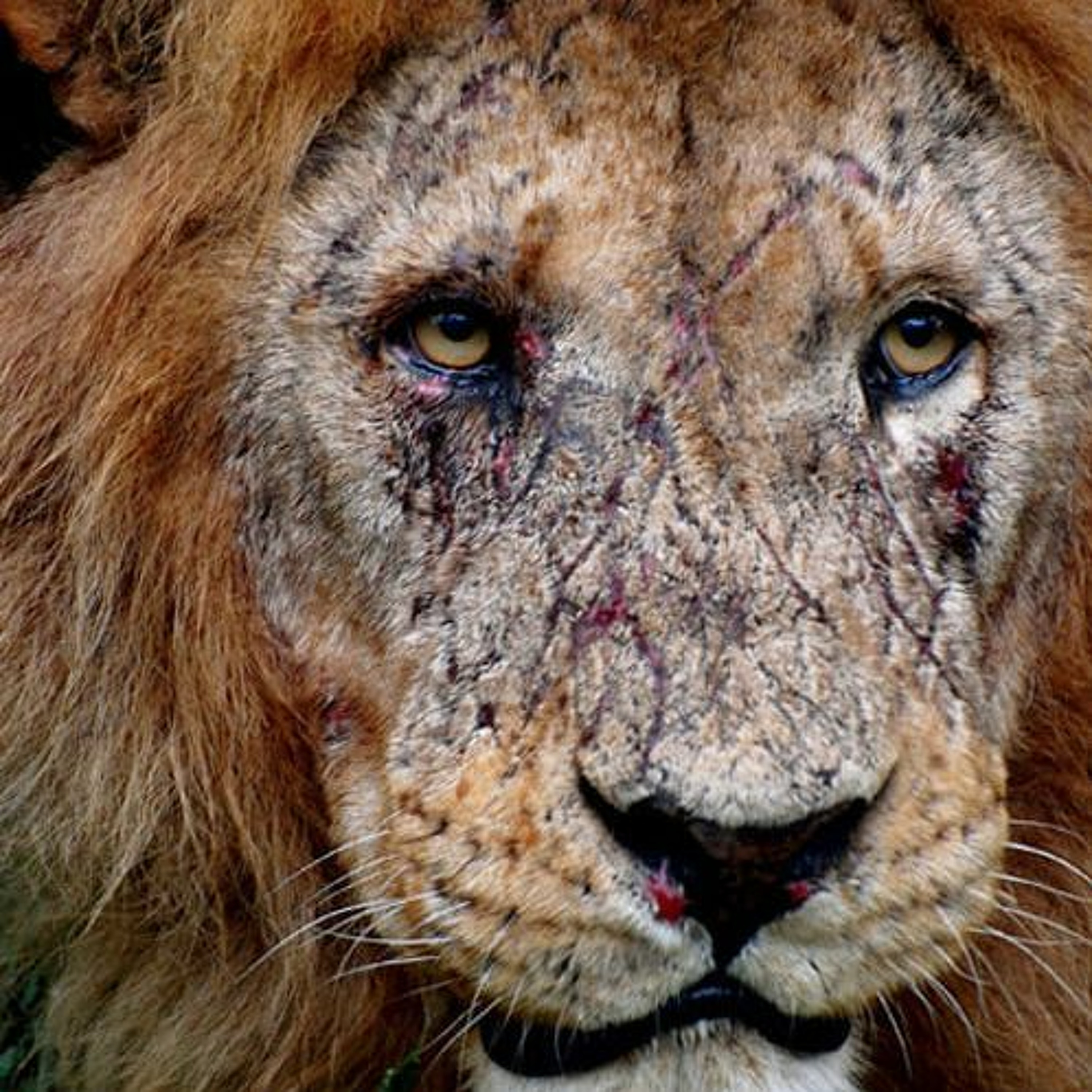 God is a Lion - Jesus is a Lion - You are a Lion thumbnail