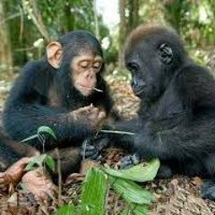 Gospel (John Moreland)